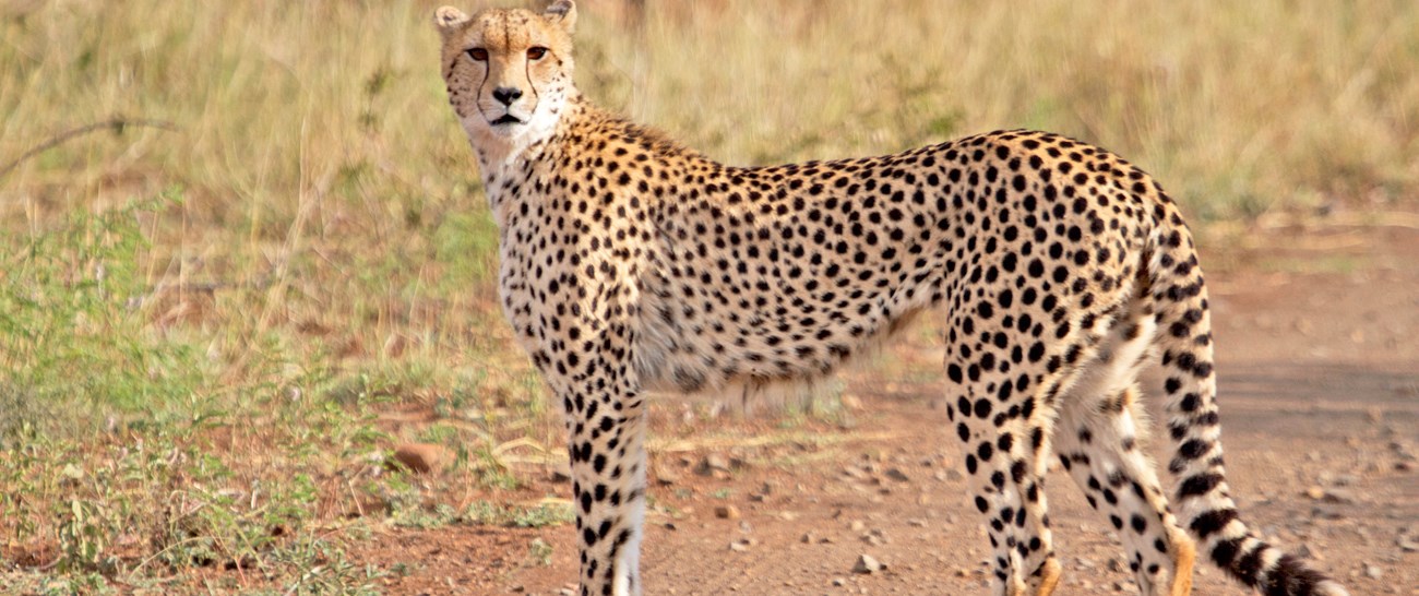 Cheetah - Kruger National Park.jpg