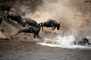 wildbeest river crossing (1).jpg
